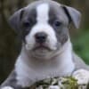 American Staffordshire Terrier – Beautiful Puppies photo 1