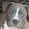 American Staffordshire Terrier – Beautiful Puppies photo 2