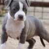 American Staffordshire Terrier – Beautiful Puppies photo 3