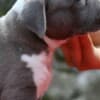 American Staffordshire Terrier – Beautiful Puppies photo 4