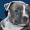 American Staffordshire Terrier – Beautiful Puppies photo 5