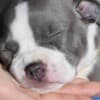 American Staffordshire Terrier – Beautiful Puppies photo 6