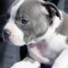 American Staffordshire Terrier – Beautiful Puppies photo 7