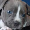 American Staffordshire Terrier – Beautiful Puppies photo 9
