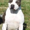 American Staffordshire Terrier – Beautiful Puppies photo 10