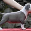 American Staffordshire Terrier – Beautiful Puppies photo 11