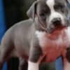 American Staffordshire Terrier – Beautiful Puppies photo 12