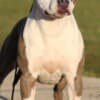 American Staffordshire Terrier – Beautiful Puppies photo 13