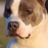 American Staffordshire Terrier – Beautiful Puppies photo 14