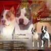 American Staffordshire Terrier – Beautiful Puppies photo 15