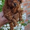 Apricot and red toy poodles photo 1