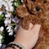 Apricot and red toy poodles photo 2