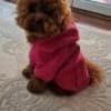 Apricot and red toy poodles photo 3