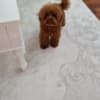 Apricot and red toy poodles photo 4