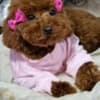 Apricot and red toy poodles photo 5