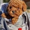Apricot and red toy poodles photo 6