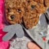 Apricot and red toy poodles photo 7
