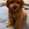 Red Toy Poodle photo 1