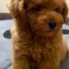 Red Toy Poodle photo 2