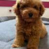 Red Toy Poodle photo 3