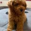 Red Toy Poodle photo 4