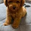 Red Toy Poodle photo 5