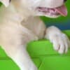 Standard Bull Terrier – Beautiful Female for Sale photo 1
