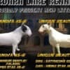 Standard Bull Terrier – Beautiful Female for Sale photo 3