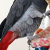 Hand-fed Congo African Grey Parrots photo 1