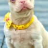 Pink French Bulldog Puppies photo 1