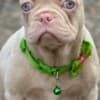 Pink French Bulldog Puppies photo 2