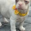 Pink French Bulldog Puppies photo 4
