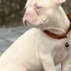 Pink French Bulldog Puppies photo 5