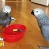 African Grey Parrots raedy Now photo 1