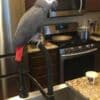 African Grey Parrots raedy Now photo 2