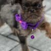 Brussels Griffon male puppies for sale photo 1