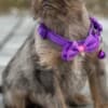 Brussels Griffon male puppies for sale photo 2