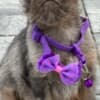 Brussels Griffon male puppies for sale photo 3