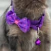 Brussels Griffon male puppies for sale photo 4
