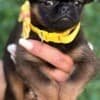 Brussels Griffon male puppies for sale photo 5