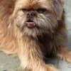 Brussels Griffon male puppies for sale photo 10
