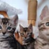 Bengal kittens for sale photo 2