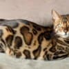 Bengal kittens for sale photo 3