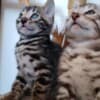 Bengal kittens for sale photo 4