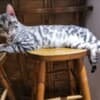 Bengal kittens for sale photo 5