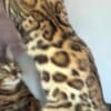 Bengal kittens for sale photo 6