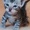 Bengal kittens for sale photo 7