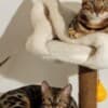 Bengal kittens for sale photo 8