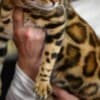 Bengal kittens for sale photo 9