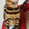 Bengal kittens for sale photo 10
